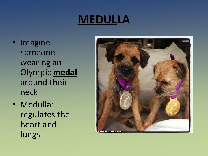 MEDULLA • Imagine someone wearing an Olympic medal around their neck • Medulla: regulates