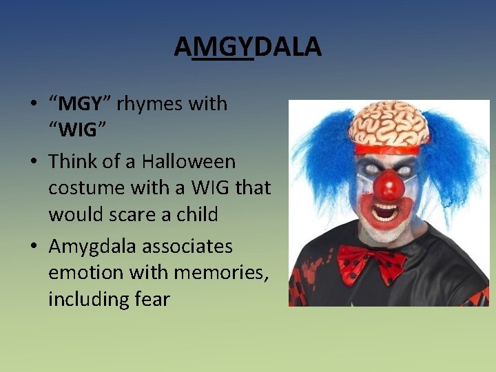 AMGYDALA • “MGY” rhymes with “WIG” • Think of a Halloween costume with a