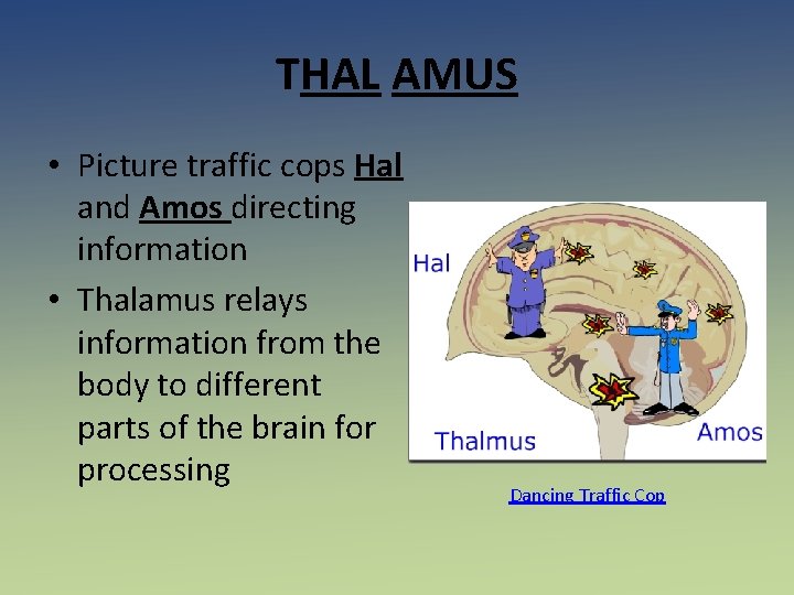 THAL AMUS • Picture traffic cops Hal and Amos directing information • Thalamus relays