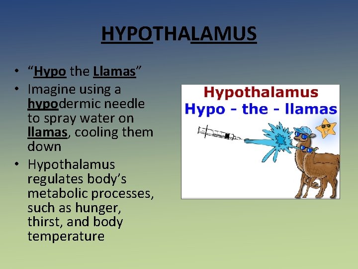 HYPOTHALAMUS • “Hypo the Llamas” • Imagine using a hypodermic needle to spray water