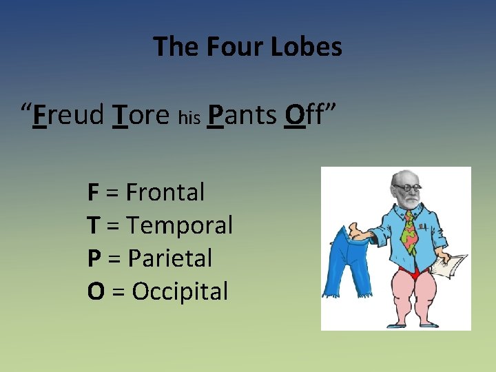 The Four Lobes “Freud Tore his Pants Off” F = Frontal T = Temporal