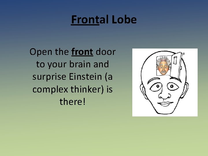 Frontal Lobe Open the front door to your brain and surprise Einstein (a complex