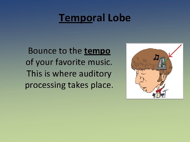 Temporal Lobe Bounce to the tempo of your favorite music. This is where auditory