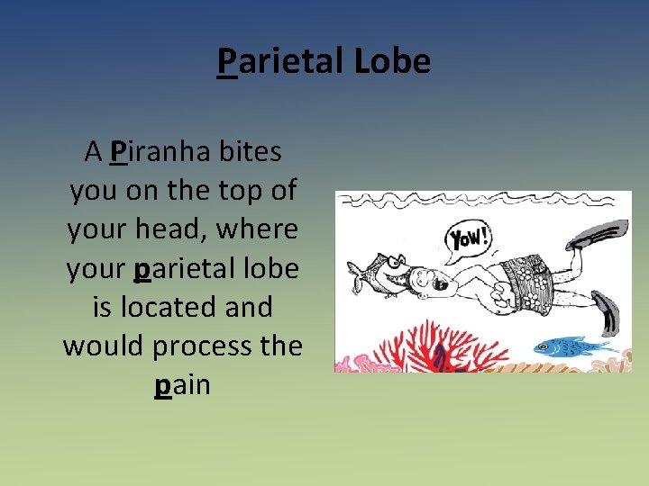 Parietal Lobe A Piranha bites you on the top of your head, where your