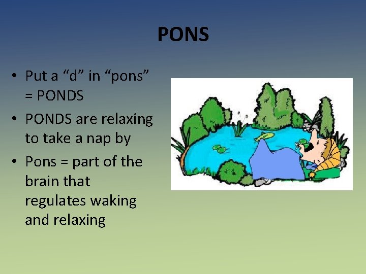 PONS • Put a “d” in “pons” = PONDS • PONDS are relaxing to