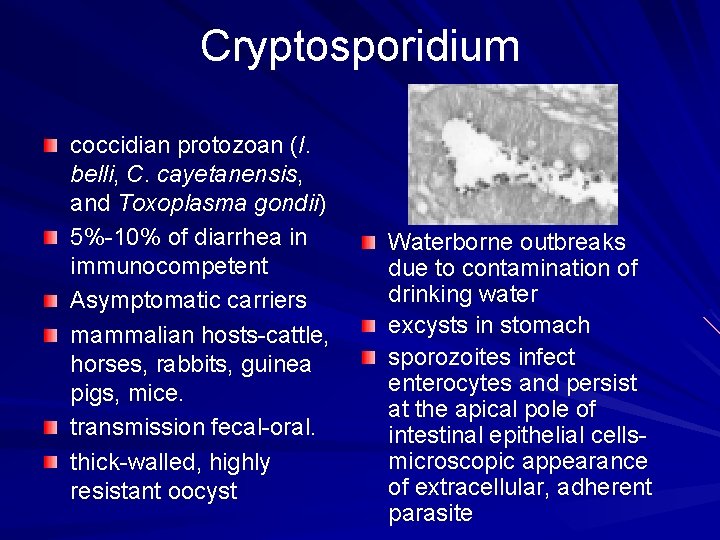 Cryptosporidium coccidian protozoan (I. belli, C. cayetanensis, and Toxoplasma gondii) 5%-10% of diarrhea in