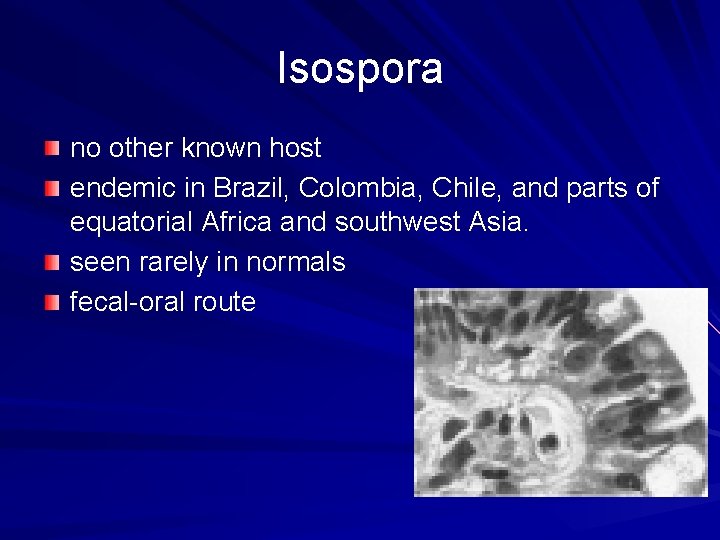 Isospora no other known host endemic in Brazil, Colombia, Chile, and parts of equatorial