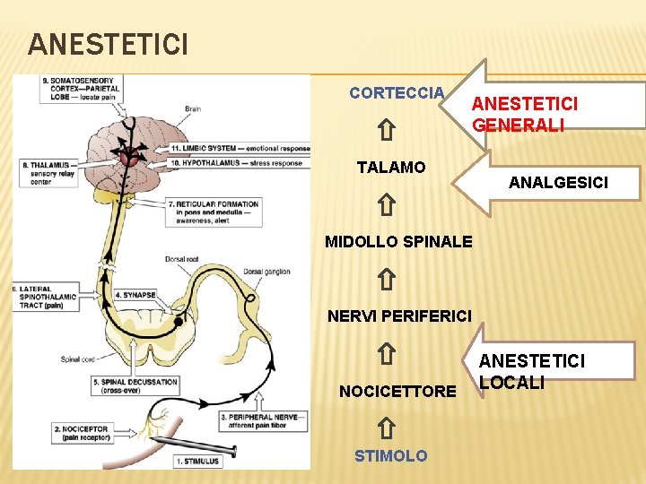 ANESTETICI CORTECCIA ANESTETICI GENERALI TALAMO ANALGESICI MIDOLLO SPINALE NERVI PERIFERICI NOCICETTORE STIMOLO ANESTETICI LOCALI