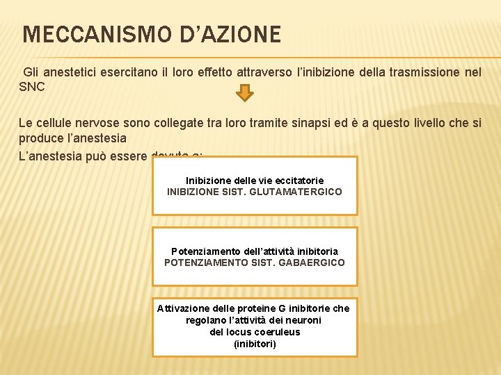 MECCANISMO D’AZIONE Gli anestetici esercitano il loro effetto attraverso l’inibizione della trasmissione nel SNC