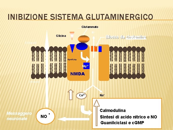 INIBIZIONE SISTEMA GLUTAMINERGICO Glutammato K+ Glicina Blocco da chetamina Extracell. Apertura Mg 2+ NMDA