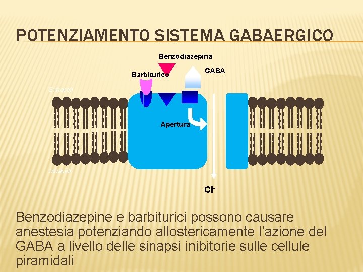 POTENZIAMENTO SISTEMA GABAERGICO Benzodiazepina Barbiturico GABA Extracell. Apertura Intracell. Cl- Benzodiazepine e barbiturici possono