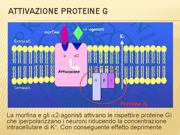 ATTIVAZIONE PROTEINE G La morfina e gli a 2 -agonisti attivano le rispettive proteine