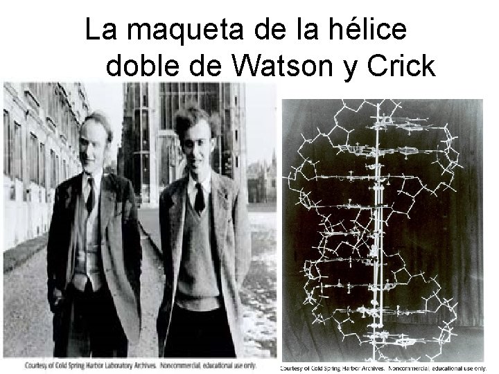 La maqueta de la hélice doble de Watson y Crick Agregar una declaración de