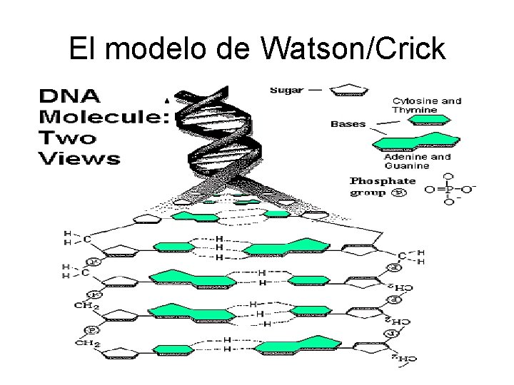 El modelo de Watson/Crick 