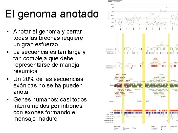 El genoma anotado • Anotar el genoma y cerrar todas las brechas requiere un