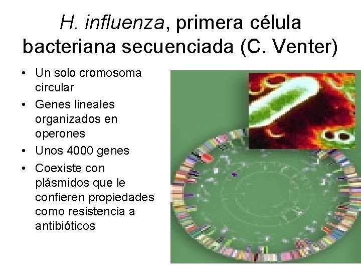 H. influenza, primera célula bacteriana secuenciada (C. Venter) • Un solo cromosoma circular •