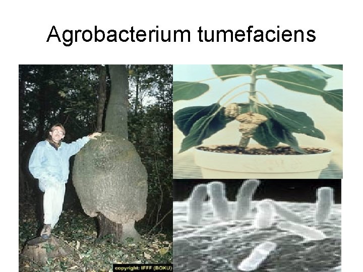 Agrobacterium tumefaciens 