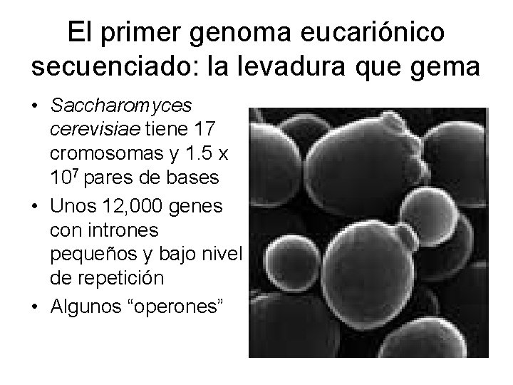 El primer genoma eucariónico secuenciado: la levadura que gema • Saccharomyces cerevisiae tiene 17