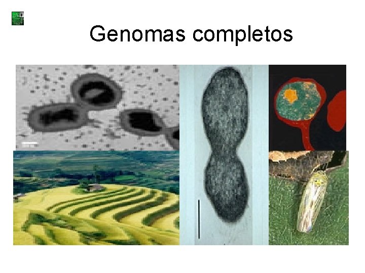 Genomas completos 