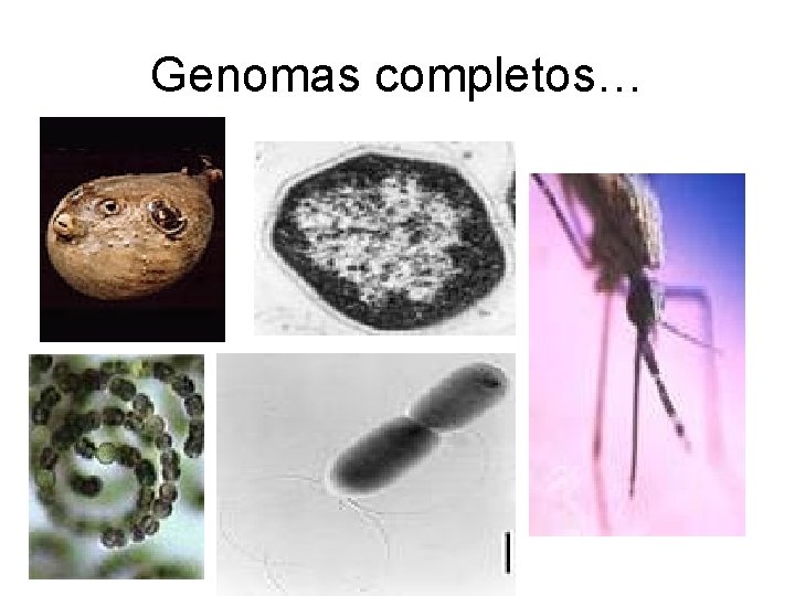 Genomas completos… 