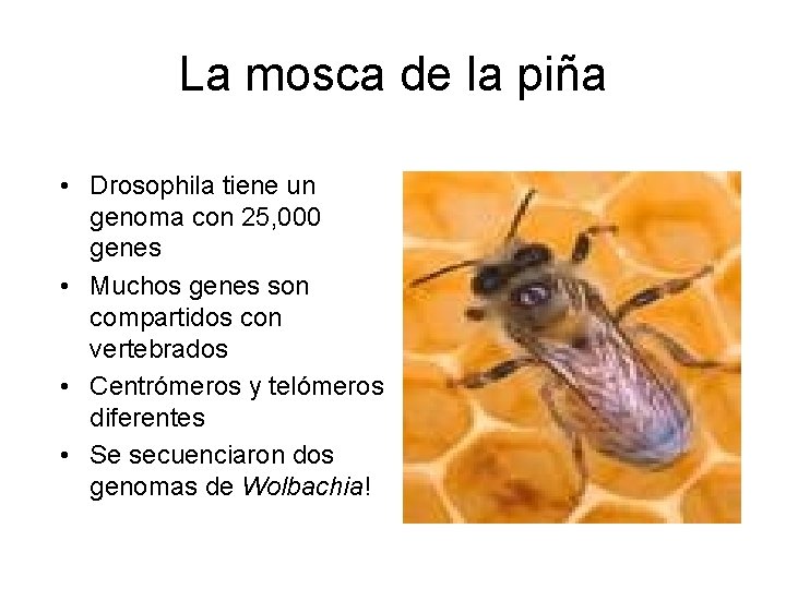 La mosca de la piña • Drosophila tiene un genoma con 25, 000 genes