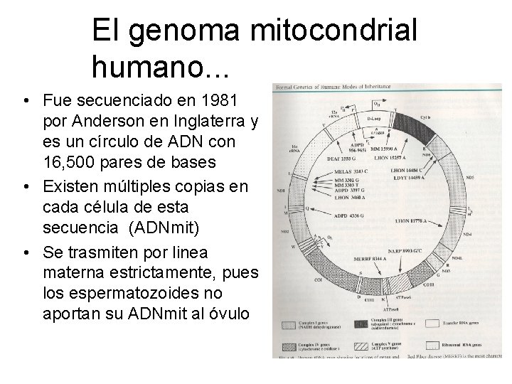 El genoma mitocondrial humano. . . • Fue secuenciado en 1981 por Anderson en