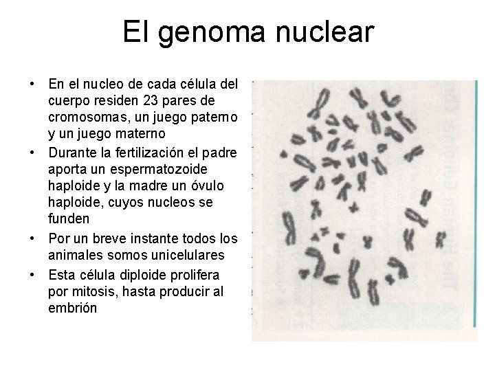El genoma nuclear • En el nucleo de cada célula del cuerpo residen 23