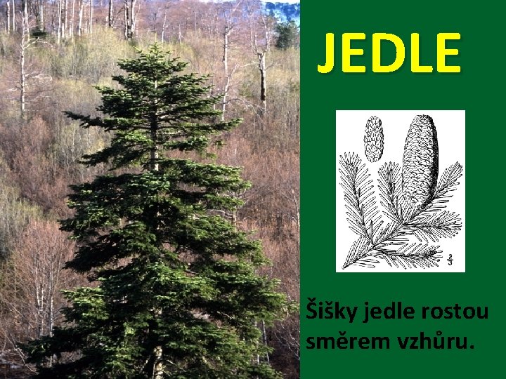 JEDLE Šišky jedle rostou směrem vzhůru. 