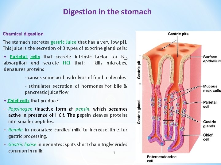 Digestion in the stomach Chemical digestion The stomach secretes gastric Juice that has a