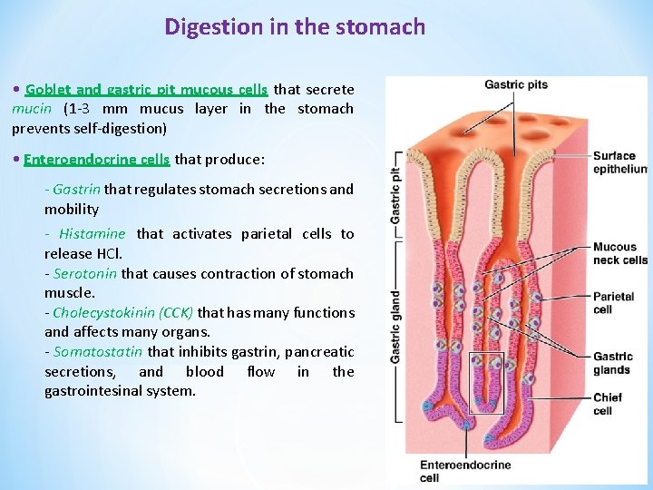 Digestion in the stomach • Goblet and gastric pit mucous cells that secrete mucin