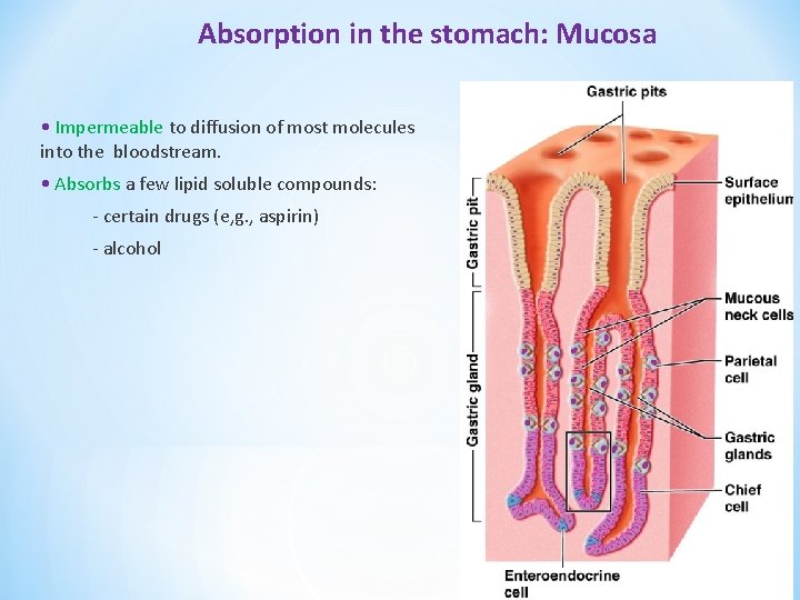 Absorption in the stomach: Mucosa • Impermeable to diffusion of most molecules into the