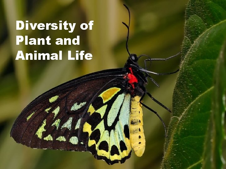 Diversity of of Diversity Plant and Plant Animal Life Animal 