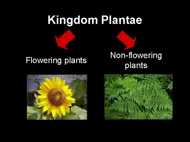 Kingdom Plantae Flowering plants Non-flowering plants 