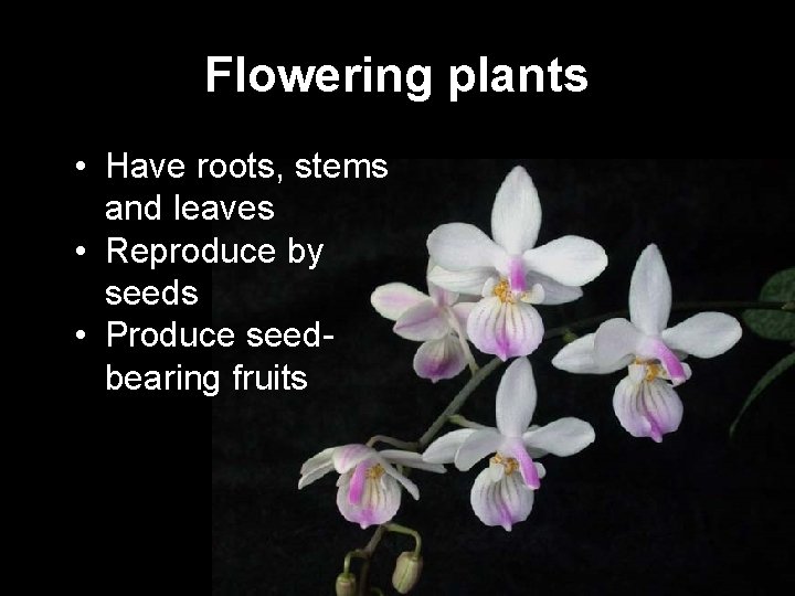 Flowering plants • Have roots, stems and leaves • Reproduce by seeds • Produce