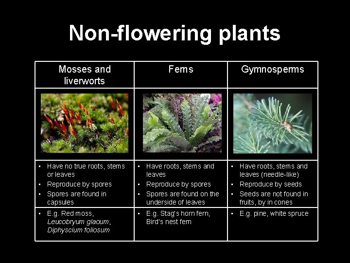 Non-flowering plants Mosses and liverworts Ferns Gymnosperms • Have no true roots, stems or