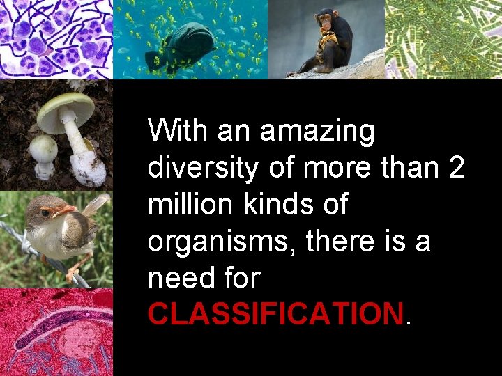 With an amazing diversity of more than 2 million kinds of organisms, there is