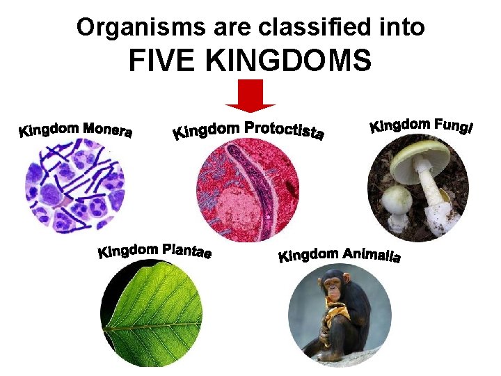 Organisms are classified into FIVE KINGDOMS 