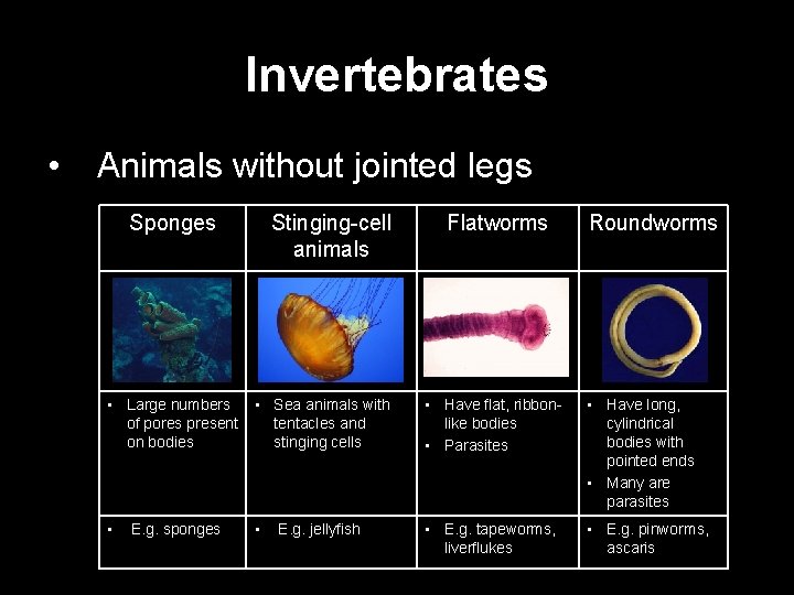 Invertebrates • Animals without jointed legs Sponges Stinging-cell animals Flatworms Roundworms • Large numbers