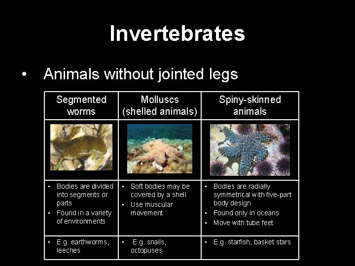 Invertebrates • Animals without jointed legs Segmented worms Molluscs (shelled animals) Spiny-skinned animals •