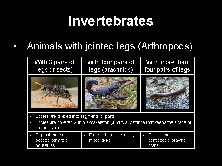 Invertebrates • ) Animals with jointed legs (Arthropods) With 3 pairs of legs (insects)