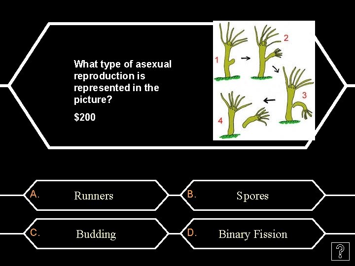 What type of asexual reproduction is represented in the picture? $200 A. Runnerss B.