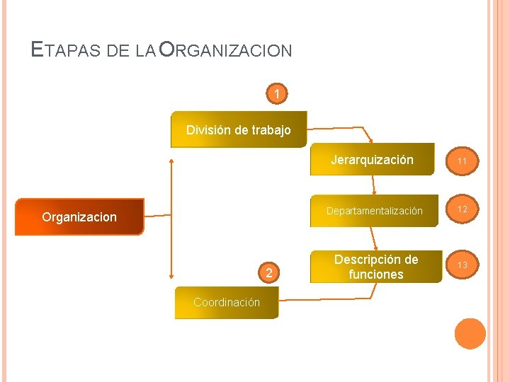 ETAPAS DE LA ORGANIZACION 1 División de trabajo Organizacion 2 Coordinación Jerarquización 11 Departamentalización