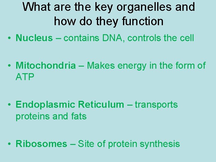 What are the key organelles and how do they function • Nucleus – contains What are the key organelles and how do they function • Nucleus – contains