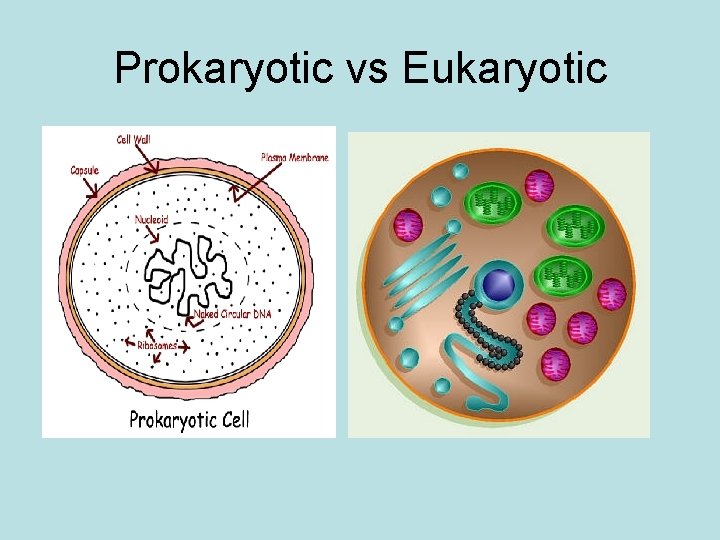 Prokaryotic vs Eukaryotic Prokaryotic vs Eukaryotic