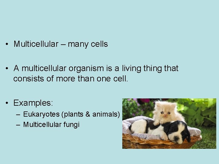  • Multicellular – many cells • A multicellular organism is a living that