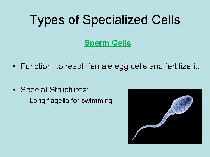 Types of Specialized Cells Sperm Cells • Function: to reach female egg cells and