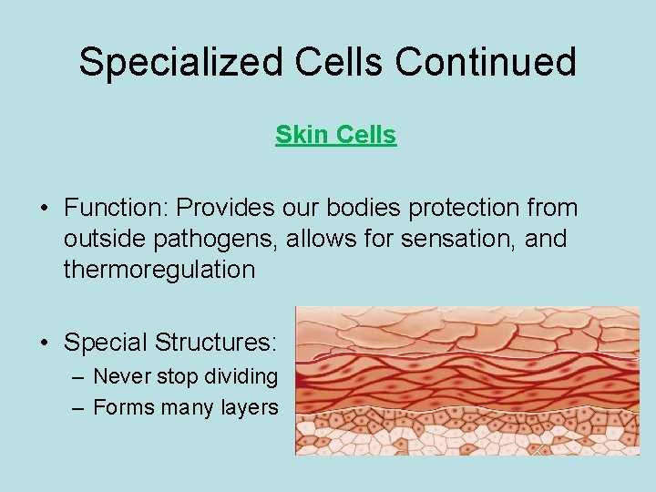 Specialized Cells Continued Skin Cells • Function: Provides our bodies protection from outside pathogens,