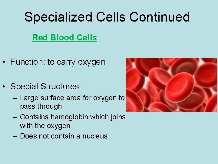 Specialized Cells Continued Red Blood Cells • Function: to carry oxygen • Special Structures: