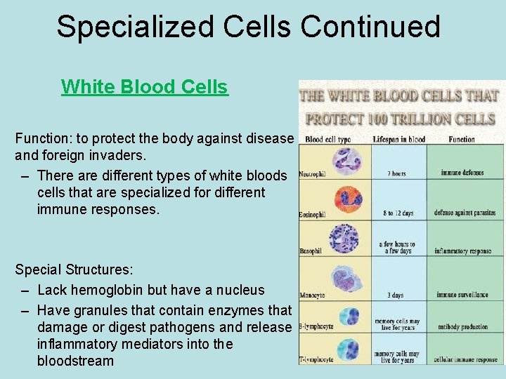 Specialized Cells Continued White Blood Cells • Function: to protect the body against disease Specialized Cells Continued White Blood Cells • Function: to protect the body against disease