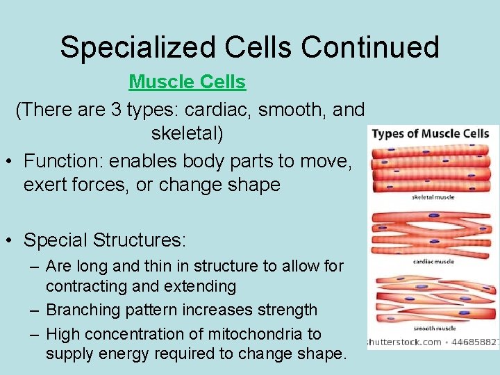 Specialized Cells Continued Muscle Cells (There are 3 types: cardiac, smooth, and skeletal) •